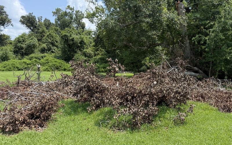 Storm cleanup debris